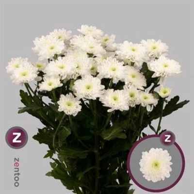 Svazek 5 mnohokvětých chryzantém CASINO