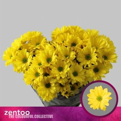 Svazek 5 mnohokvětých chryzantém CELEBRATE