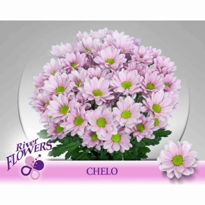 Svazek 5 mnohokvětých chryzantém CHELO