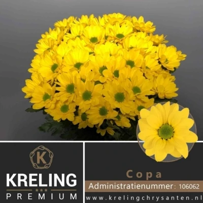 Svazek 5 mnohokvětých chryzantém COPA