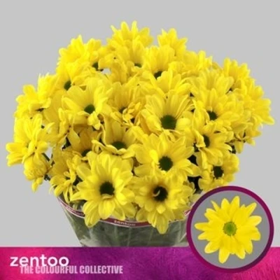 Svazek 5 mnohokvětých chryzantém DICHA