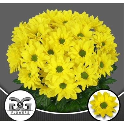 Svazek 5 mnohokvětých chryzantém DICHA