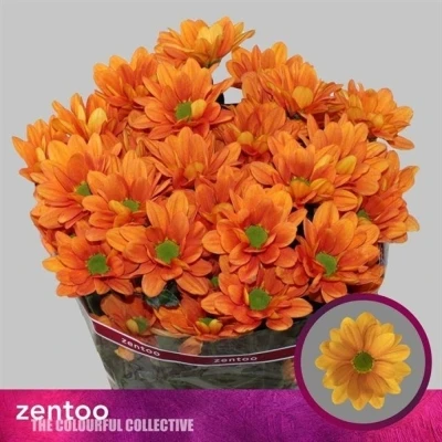 Svazek 5 mnohokvětých chryzantém KAYA+