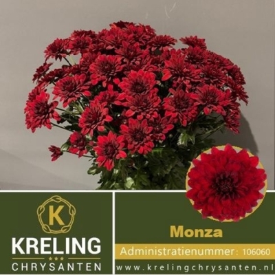 Svazek 5 mnohokvětých chryzantém MONZA
