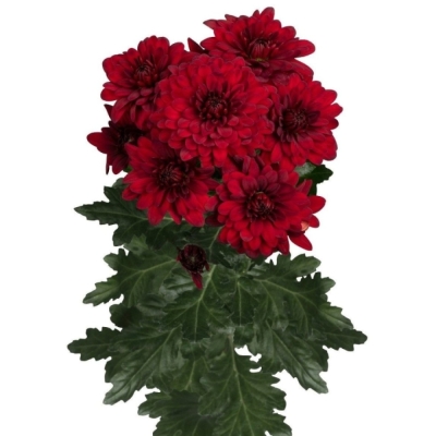 Svazek 5 mnohokvětých chryzantém MONZA