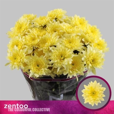 Svazek 5 mnohokvětých chryzantém PASTELA CREAM