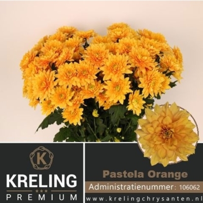 Svazek 5 mnohokvětých chryzantém PASTELA ORANGE