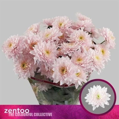 Svazek 5 mnohokvětých chryzantém PASTELA ROSE