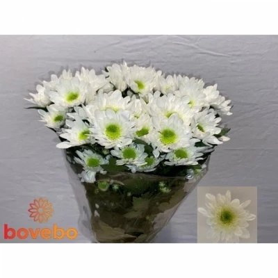 Svazek 5 mnohokvětých chryzantém RADOST