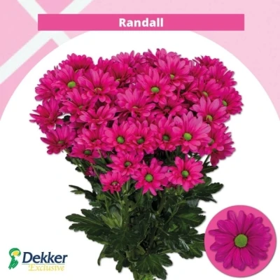 Svazek 5 mnohokvětých chryzantém RANDALL