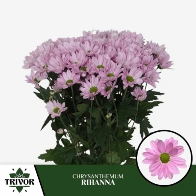 Svazek 5 mnohokvětých chryzantém RIHANNA