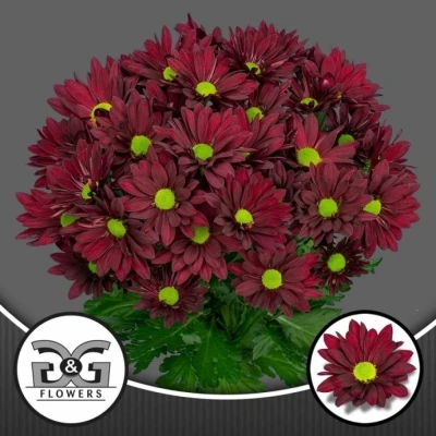 Svazek 5 mnohokvětých chryzantém RUBY STAR