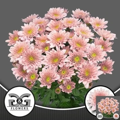 Svazek 5 mnohokvětých chryzantém SORBET BERRY