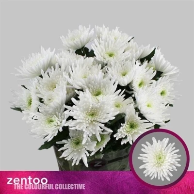 Svazek 5 mnohokvětých chryzantém TOPSPIN