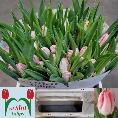 Svazek 50 bílo-růžových tulipánů FR SWEET SIMONE