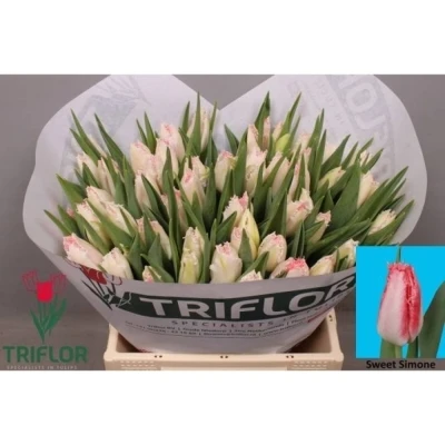 Svazek 50 bílo-růžových tulipánů FR SWEET SIMONE