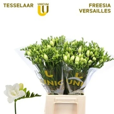 Svazek 50 bílých frézií DU STELVIO