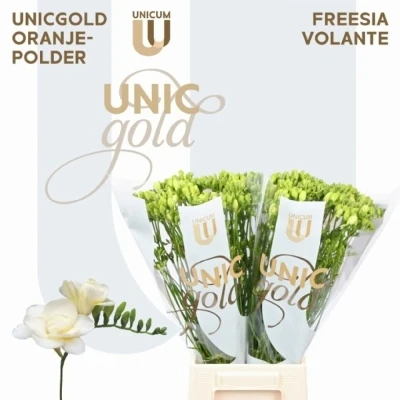 Svazek 50 bílých frézií DU VOLANTE