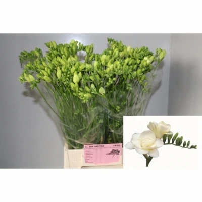 Svazek 50 bílých frézií DU VOLANTE