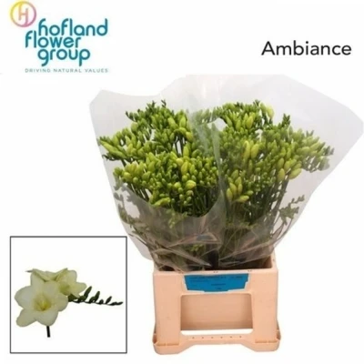 Svazek 50 bílých frézií EN AMBIANCE