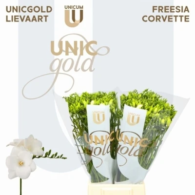 Svazek 50 bílých frézií EN CORVETTE