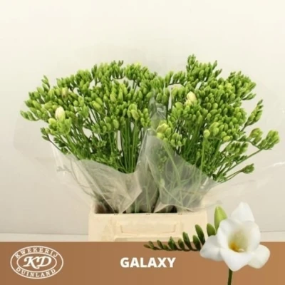 Svazek 50 bílých frézií EN GALAXY