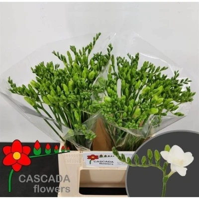 Svazek 50 bílých frézií EN POLAR RIVER