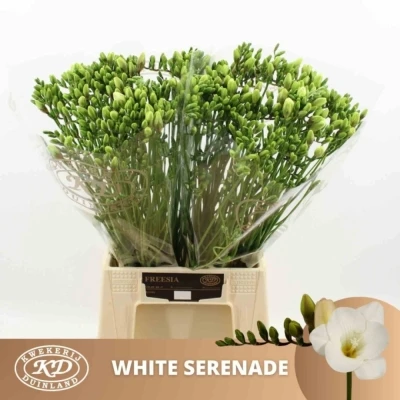 Svazek 50 bílých frézií EN WHITE SERENADE