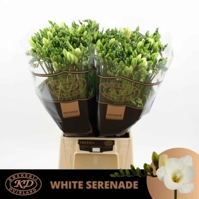 Svazek 50 bílých frézií EN WHITE SERENADE