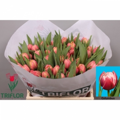 Svazek 50 růžových tulipánů DU COLUMBUS