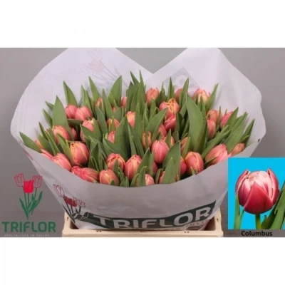 Svazek 50 růžových tulipánů DU COLUMBUS