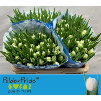 Svazek 50 bílých tulipánů DU MONDIAL