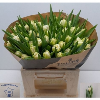 Svazek 50 bílých tulipánů DU NORTHCAP