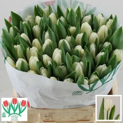 Svazek 50 bílých tulipánů EN ANTARCTICA