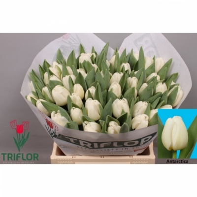 Svazek 50 bílých tulipánů EN ANTARCTICA