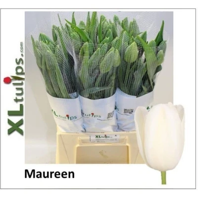 Svazek 10 bílých tulipánů EN MAUREEN