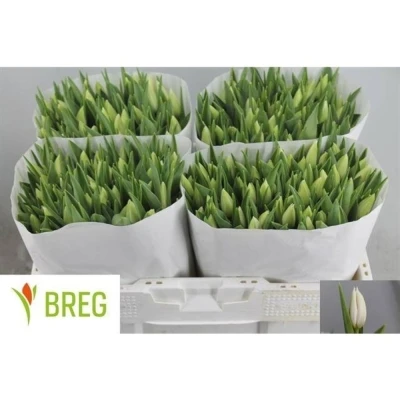 Svazek 50 bílých tulipánů EN POLAR BEAR