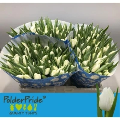 Svazek 50 bílých tulipánů EN POLAR BEAR
