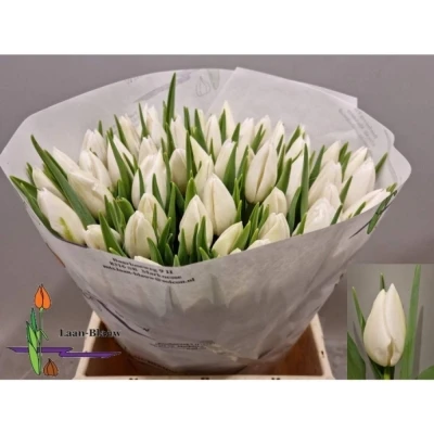 Svazek 50 bílých tulipánů EN POLAR BEAR