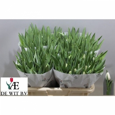 Svazek 50 bílých tulipánů EN SILVER DOLLAR