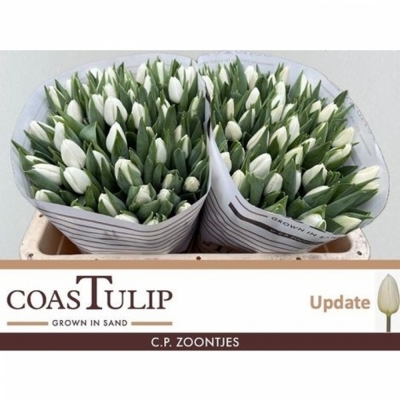 Svazek 50 bílých tulipánů EN UPDATE