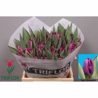 Svazek 50 fialových tulipánů FR SAN CLEMENTE