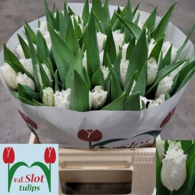Svazek 50 bílých tulipánů FR WHITE SHARK