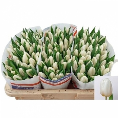 Svazek 50 bílých tulipánů EN WHITE PRINCE