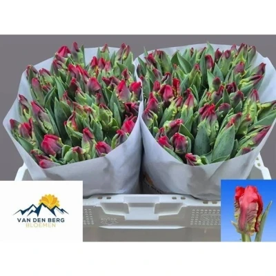 Svazek 50 červeno-zelených tulipánů PA SEADOV PARROT