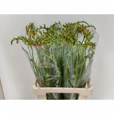 Svazek 50 červených frézií EN RED RIVER