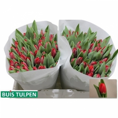 Svazek 50 červených tulipánů ANTARCTICA FIRE