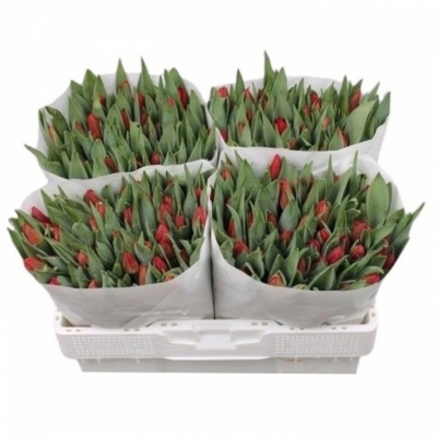 Svazek 50 červených tulipánů EN BEN VAN ZANTEN