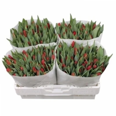 Svazek 50 červených tulipánů EN BEN VAN ZANTEN