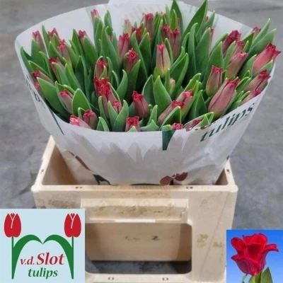 Svazek 50 červených tulipánů CO RED DRESS